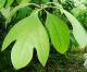 Sassafras Facts - To Eat Or Not To Eat